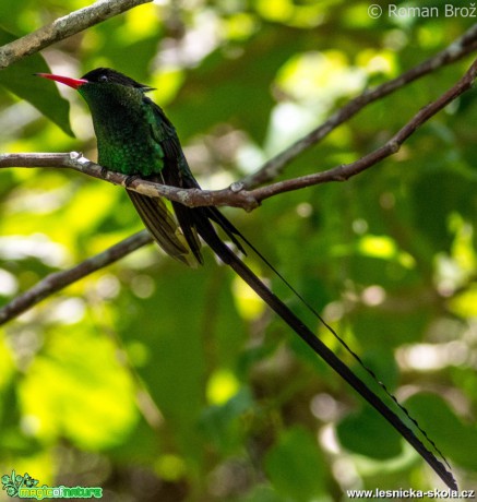 Kolibřík z Jamajky  - Foto Roman Brož (5)