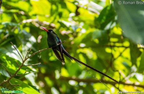 Kolibřík z Jamajky  - Foto Roman Brož (6)