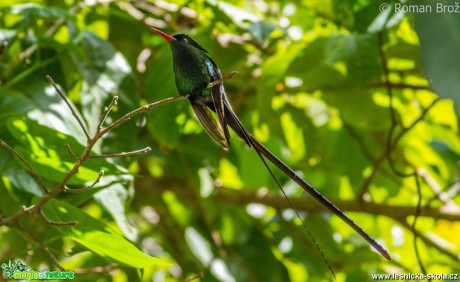 Kolibřík z Jamajky  - Foto Roman Brož (7)