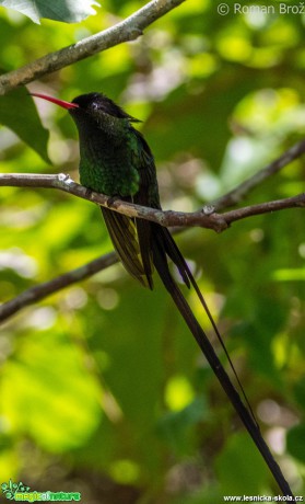 Kolibřík z Jamajky  - Foto Roman Brož (8)