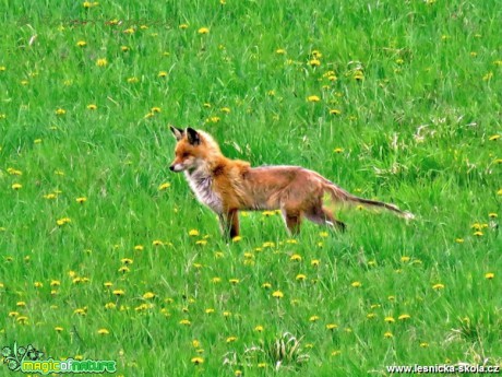 Liška obecná - Vulpes vulpes - postižená prašivinou - Foto Robert Kopecký