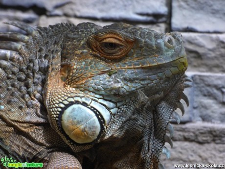Leguán zelený - Iguana iguana - Foto Vojtěch Mejsnar