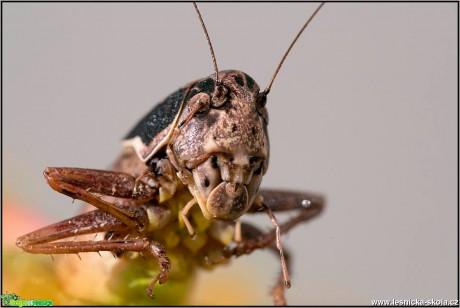 Tajemný svět hmyzu - Foto Jana Vondráčková (3)