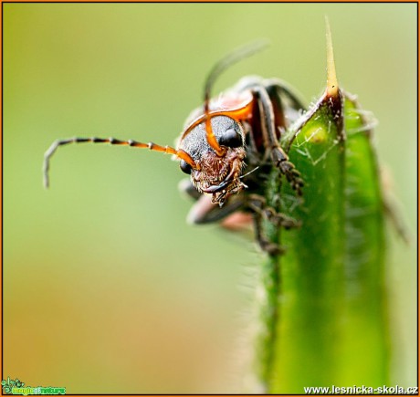 Tajemný svět hmyzu - Foto Jana Vondráčková (11)