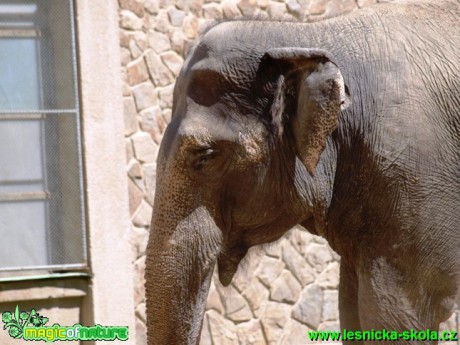 Slon bengálský - Elephas maximus bengalensis - Foto David Hlinka