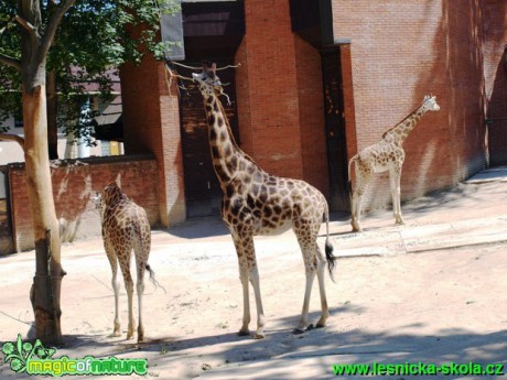 Žirafa Rothschildova - Giraffa camelopardalis rothschildi - Foto David Hlinka