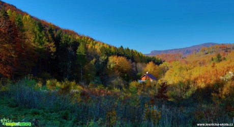 Podzimní les - Foto Pavel Balazka