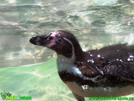 Tučňák Humboldtův - Spheniscus humboldti - Foto David Hlinka (2)