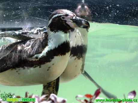 Tučňák Humboldtův - Spheniscus humboldti - Foto David Hlinka (3)