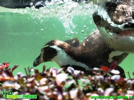 Tučňák Humboldtův - Spheniscus humboldti - Foto David Hlinka (4)