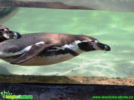 Tučňák Humboldtův - Spheniscus humboldti - Foto David Hlinka (6)