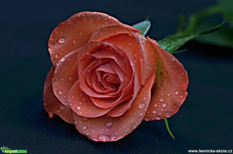 Květy růží - Foto Marie Vykydalová (4)