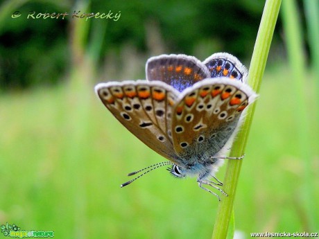Modrásek jehlicový - Polyommatus icarus ♀ - Foto Robert Kopecký