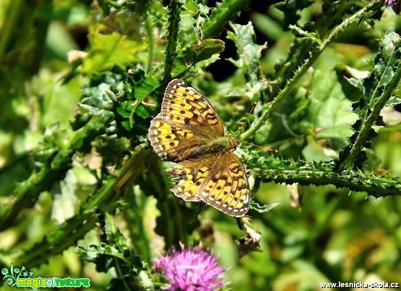 Krása motýlích křídel - Foto Jiří Havel (1)