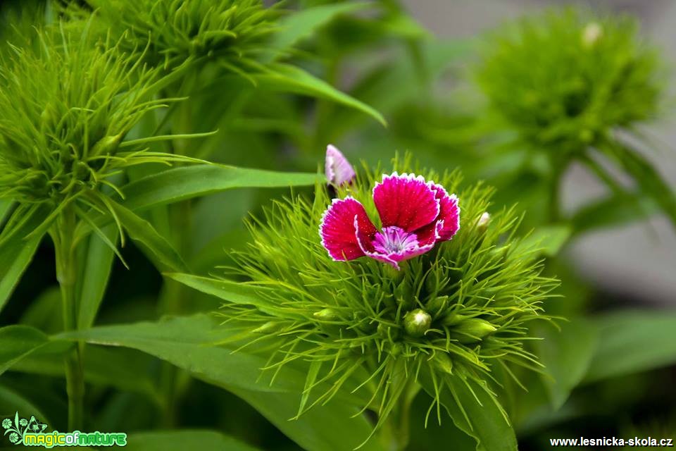 Krása rostlin - Foto Pavel Ulrych (7)