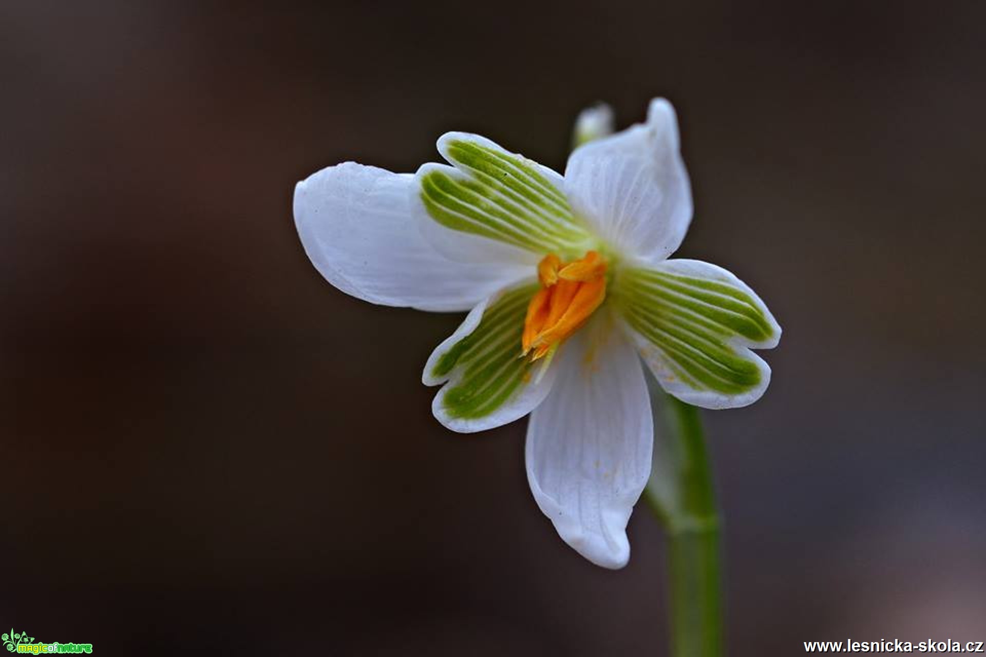 Krása jarních květů - Foto Marie Vykydalová 0317 (3)
