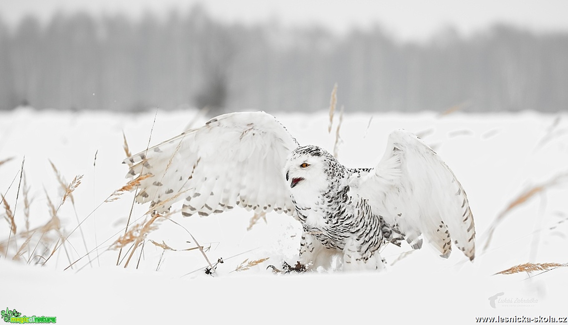 Sovice sněžní - Bubo scandiacus - Foto Lukáš Zahrádka 0517 (4)