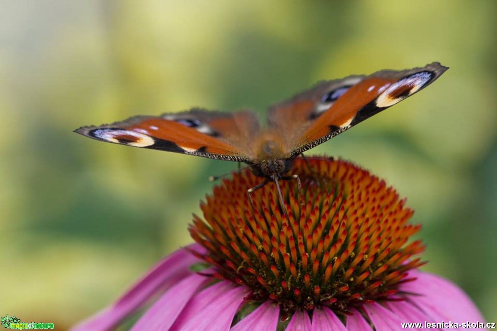Sladký nektar - Foto Marie Vykydalová 0717 (1)