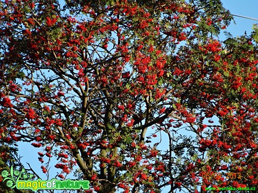 Jeřáb ptačí - Sorbus aucuparia - Foto Karel Kříž