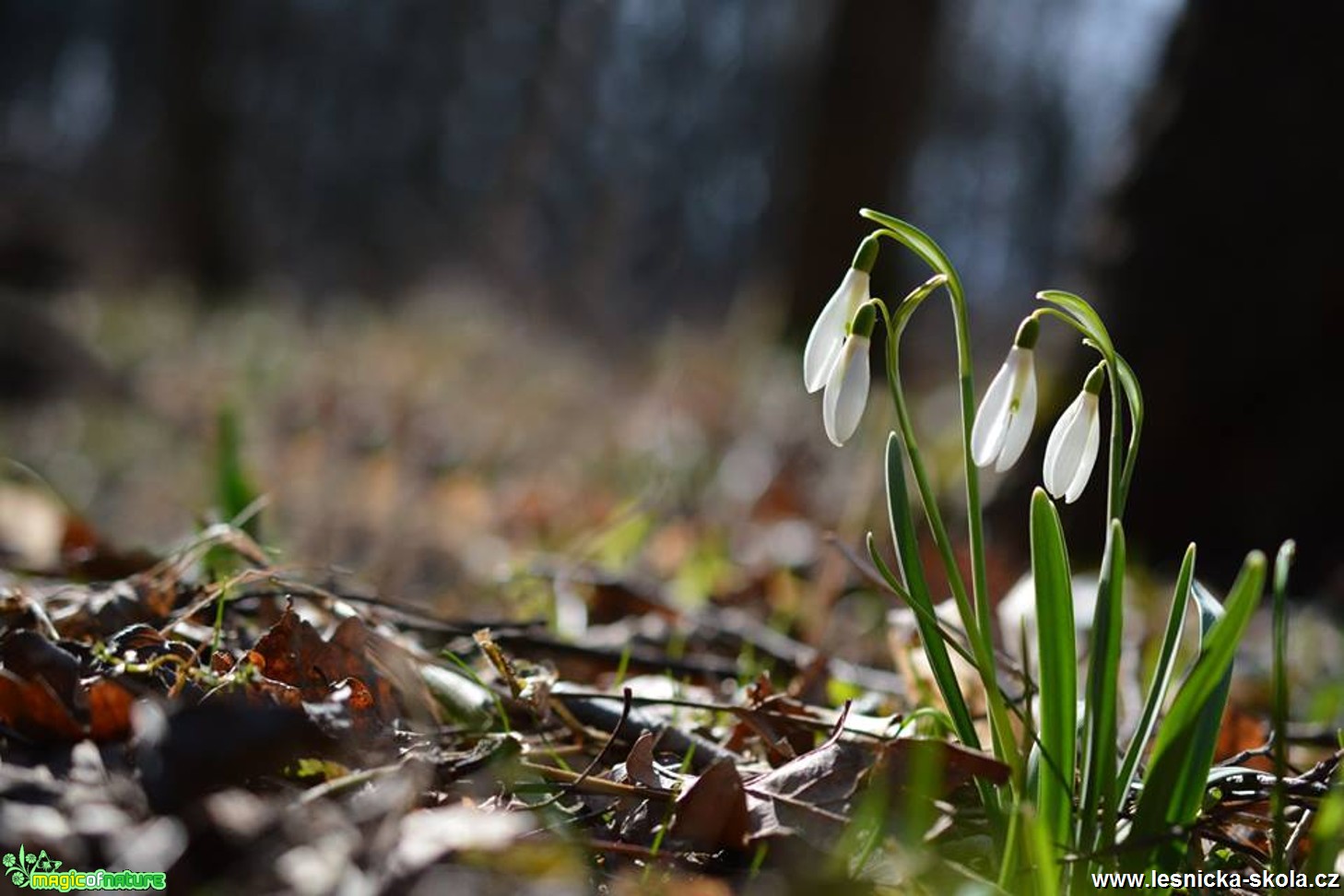 Krásné květy jara - Foto Marie Vykydalová 0418 (2)