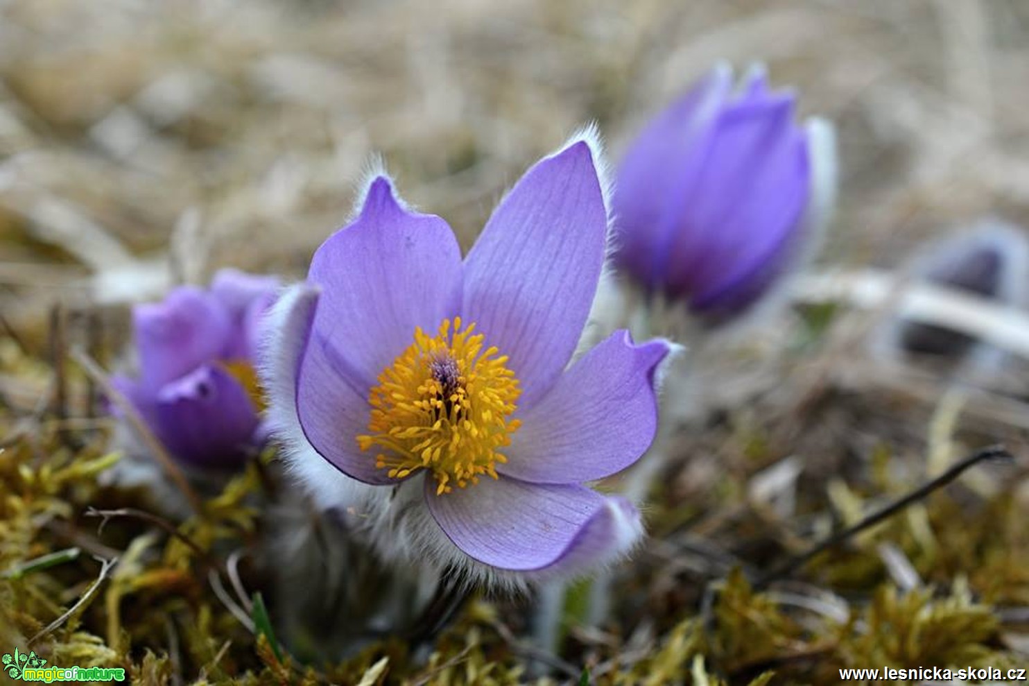 Krásné květy jara - Foto Marie Vykydalová 0418 (4)