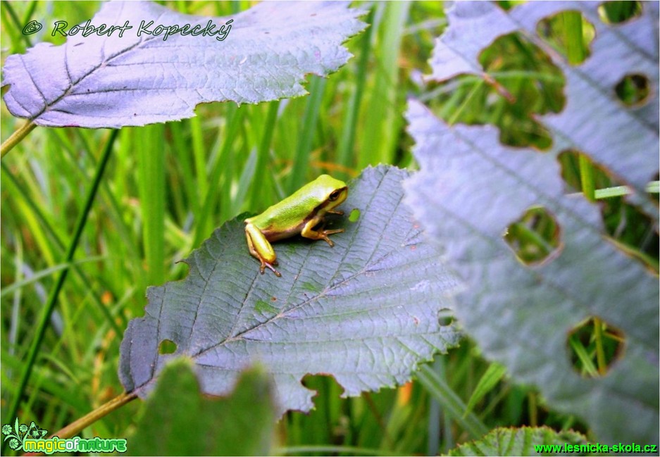 Rosnička zelená - Hyla arborea - Foto Robert Kopecký