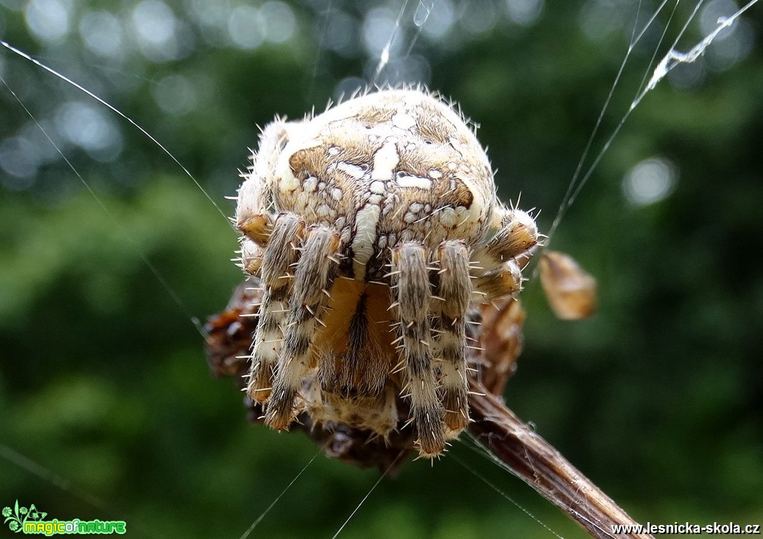 V pavoučím světě - Foto Miloslav Míšek 0918 (3)