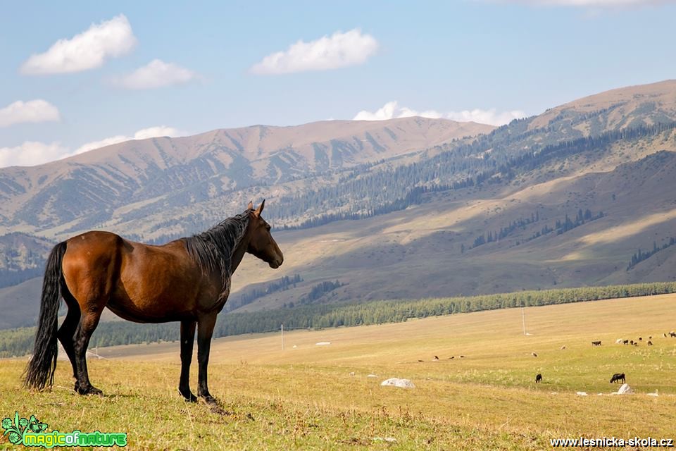 Kůň z Kyrgyzstánu - Foto Jana Vondráčková 0119 (1)