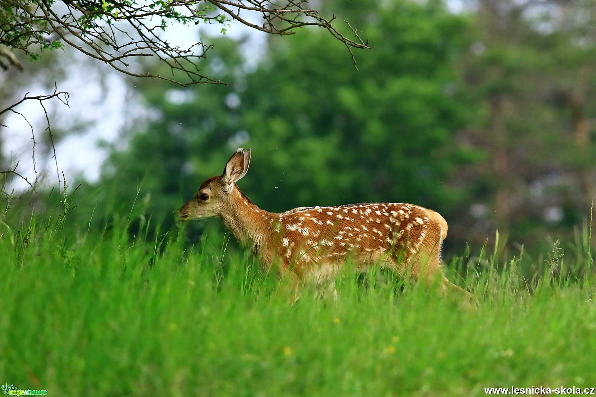 Celý Bambi - Foto Pavel Balazka 0620
