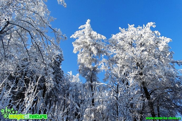 Zimní les - Foto Karel Kříž (18)