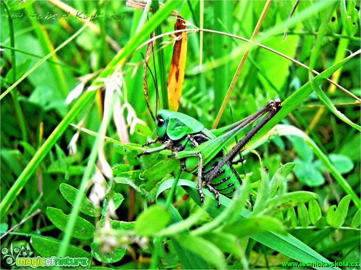 Kobylka hnědá - Decticus verrucivorus - Foto Robert Kopecký