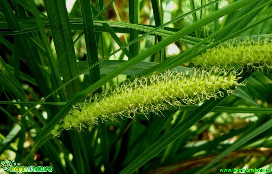 Ostřice zobánkatá - Carex rostrata - Foto Pavel Stančík