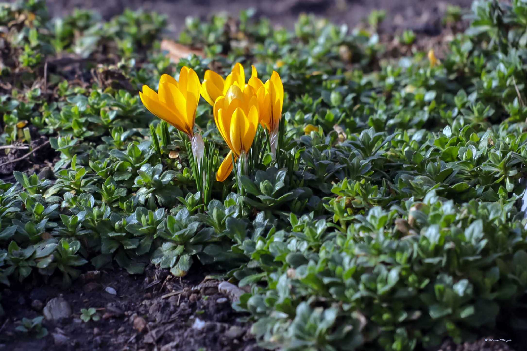 Přichází jaro - Foto Pavel Ulrych 0224 (2)