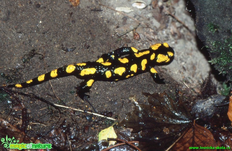 Mlok skvrnitý - Salamandra salamandra - Foto Gerd Ritschel (3)