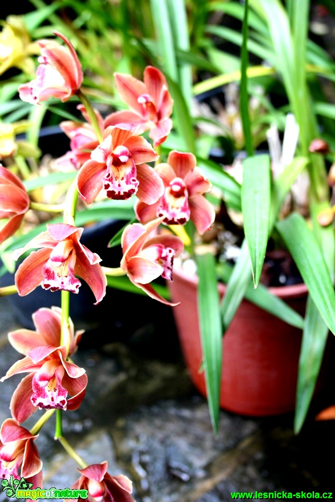Květy orchidejí - Foto David Hlinka (7)
