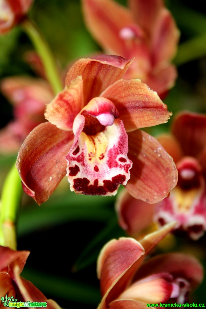 Květy orchidejí - Foto David Hlinka (8)