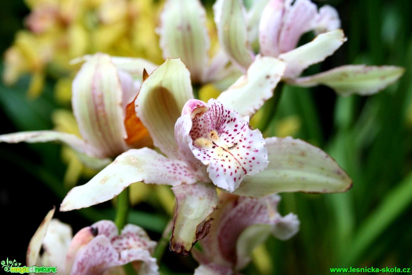 Květy orchidejí - Foto David Hlinka (11)