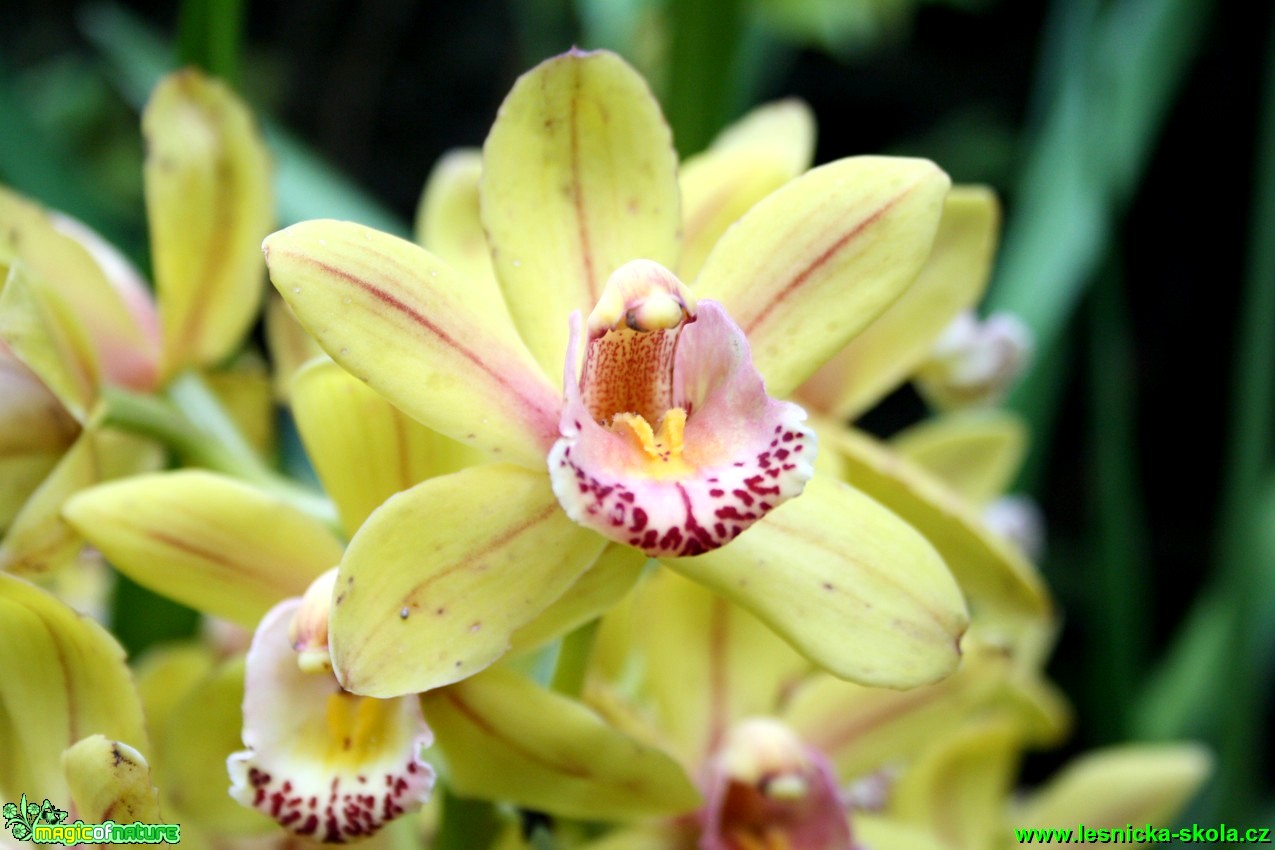 Květy orchidejí - Foto David Hlinka (12)