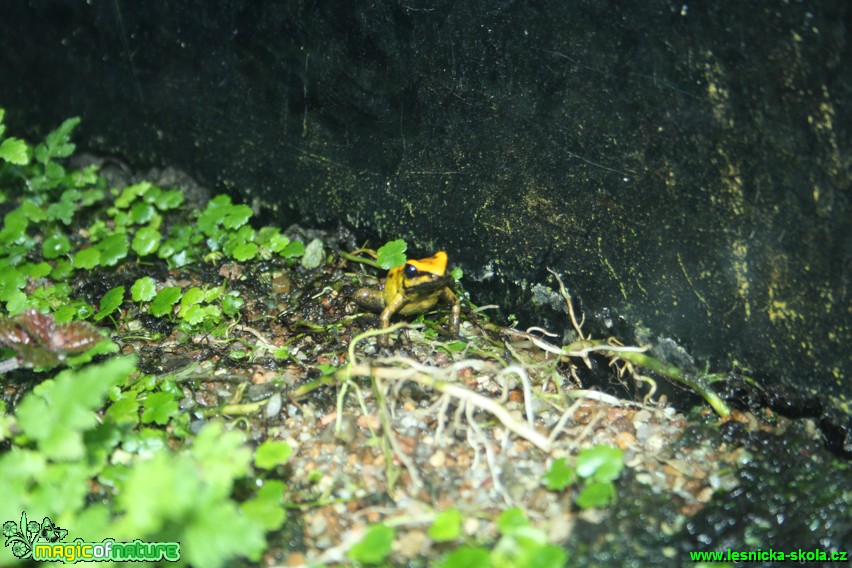 Pralesnička (šípová žába) - Botanická zahrada Teplice - Foto David Hlinka  (3)
