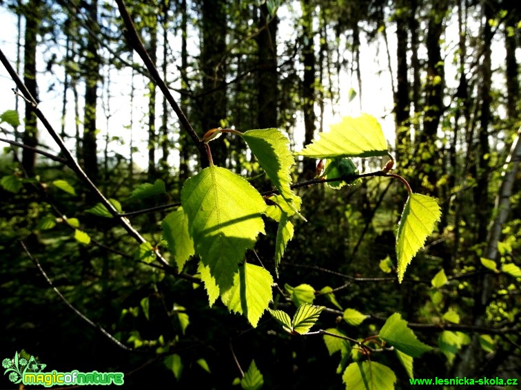 Bříza bělokorá - Betula pendula - Foto Karel Kříž