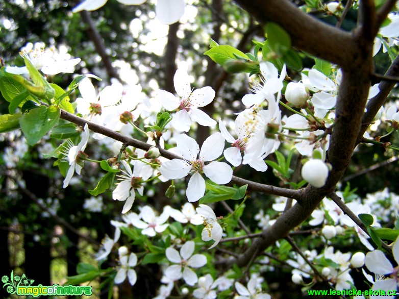 Třešeň - Prunus - Foto Andrea Horová (2)