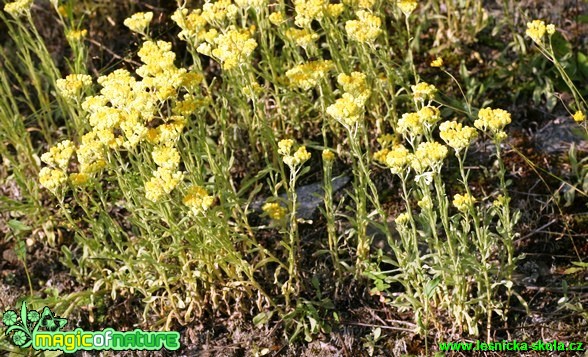 Smil písečný - Helichrysum arenarium - Foto G. Ritschel