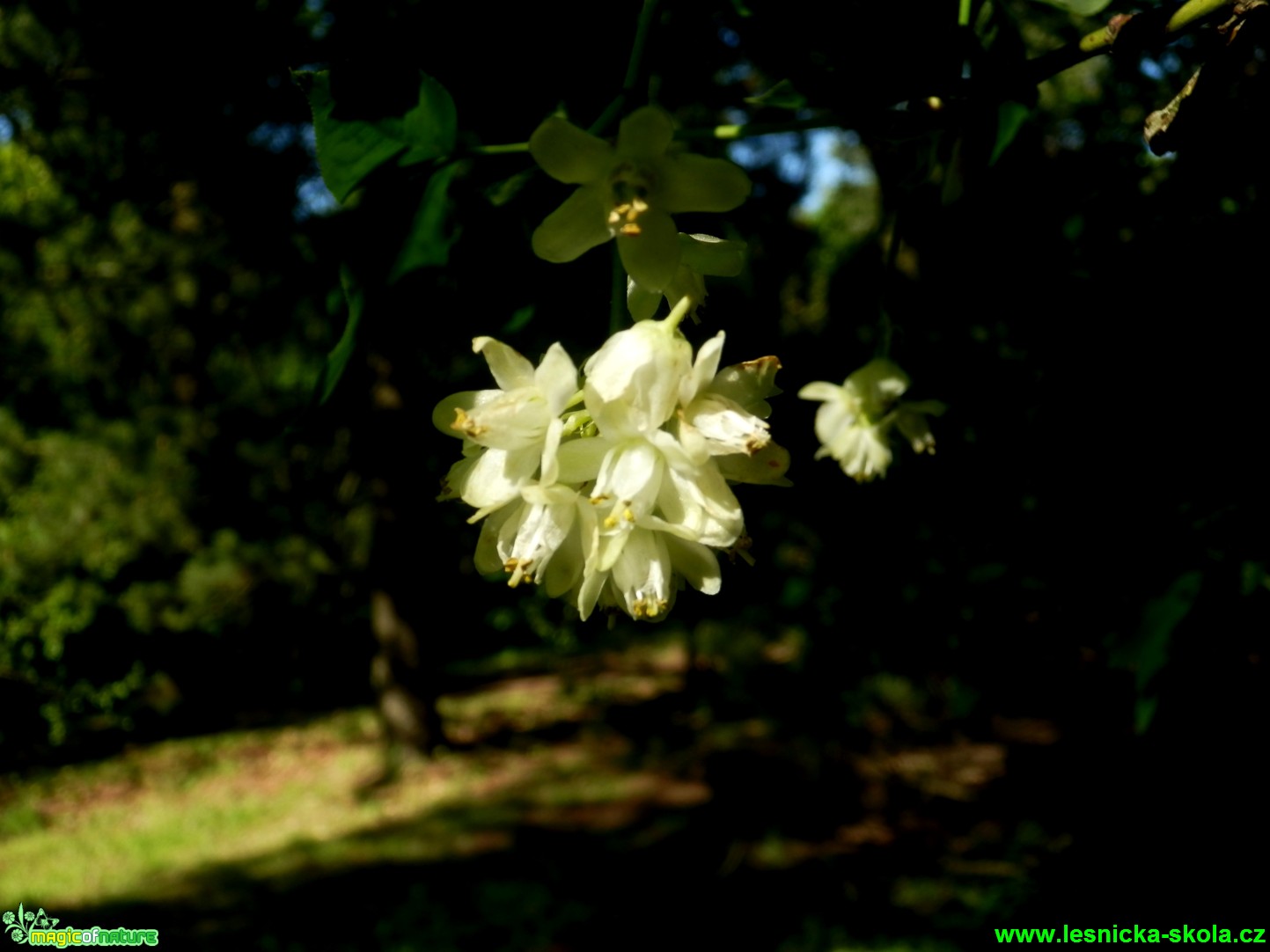 Klokoč zpeřený - Staphylea pinnata - Foto D. Hlinka (2)