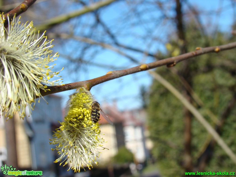 Vrba jíva - Salix caprea - Foto David Hlinka (3)