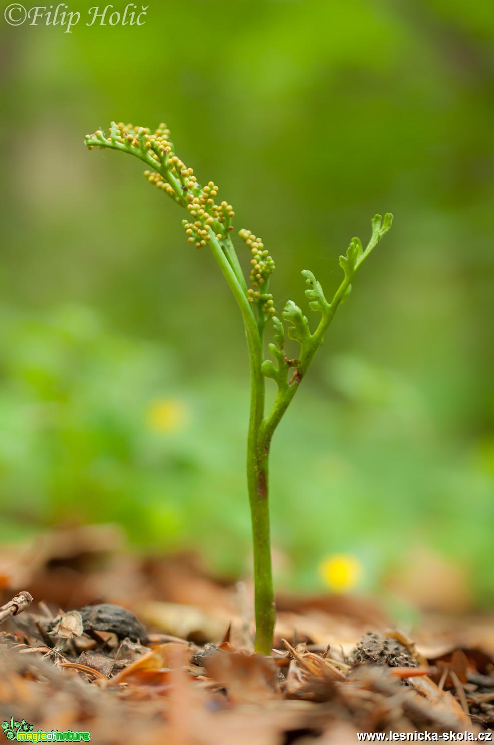 Vratička heřmánkolistá - Botrychium matricariifolium - Foto Filip Holič