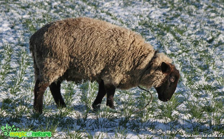 Ovce na zimní pastvě - Foto Ladislav Jonák (6)
