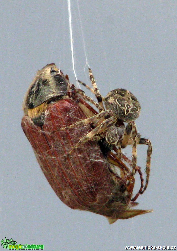 Křižák obecný s úlovkem - chroustem - Araneus diadematus - Foto Miloslav Míšek