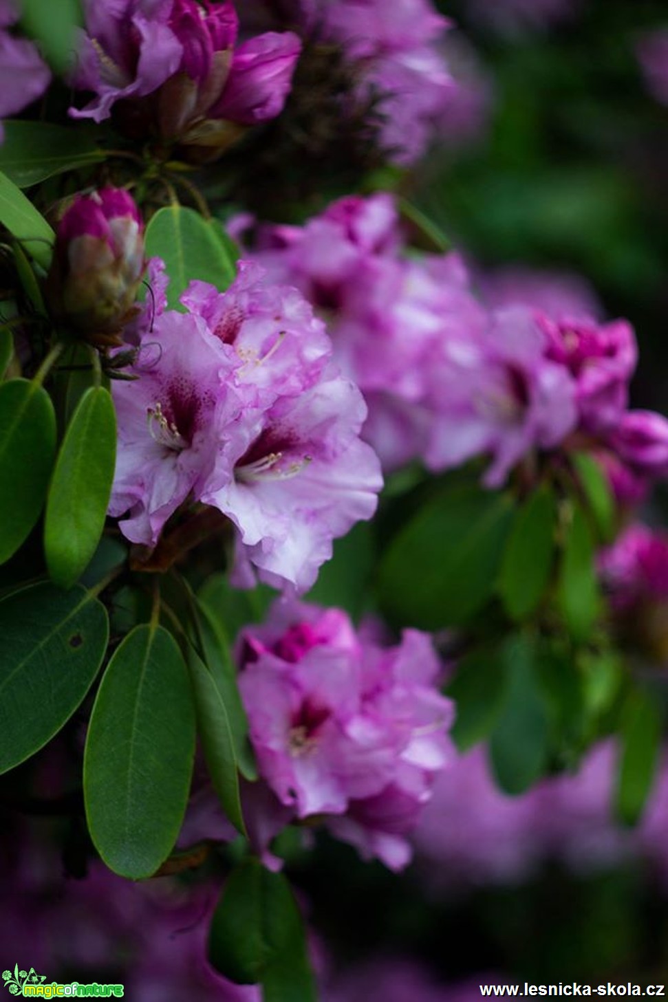 Pěnišník - květ - Rhododendron - Foto Jan Valach (1)