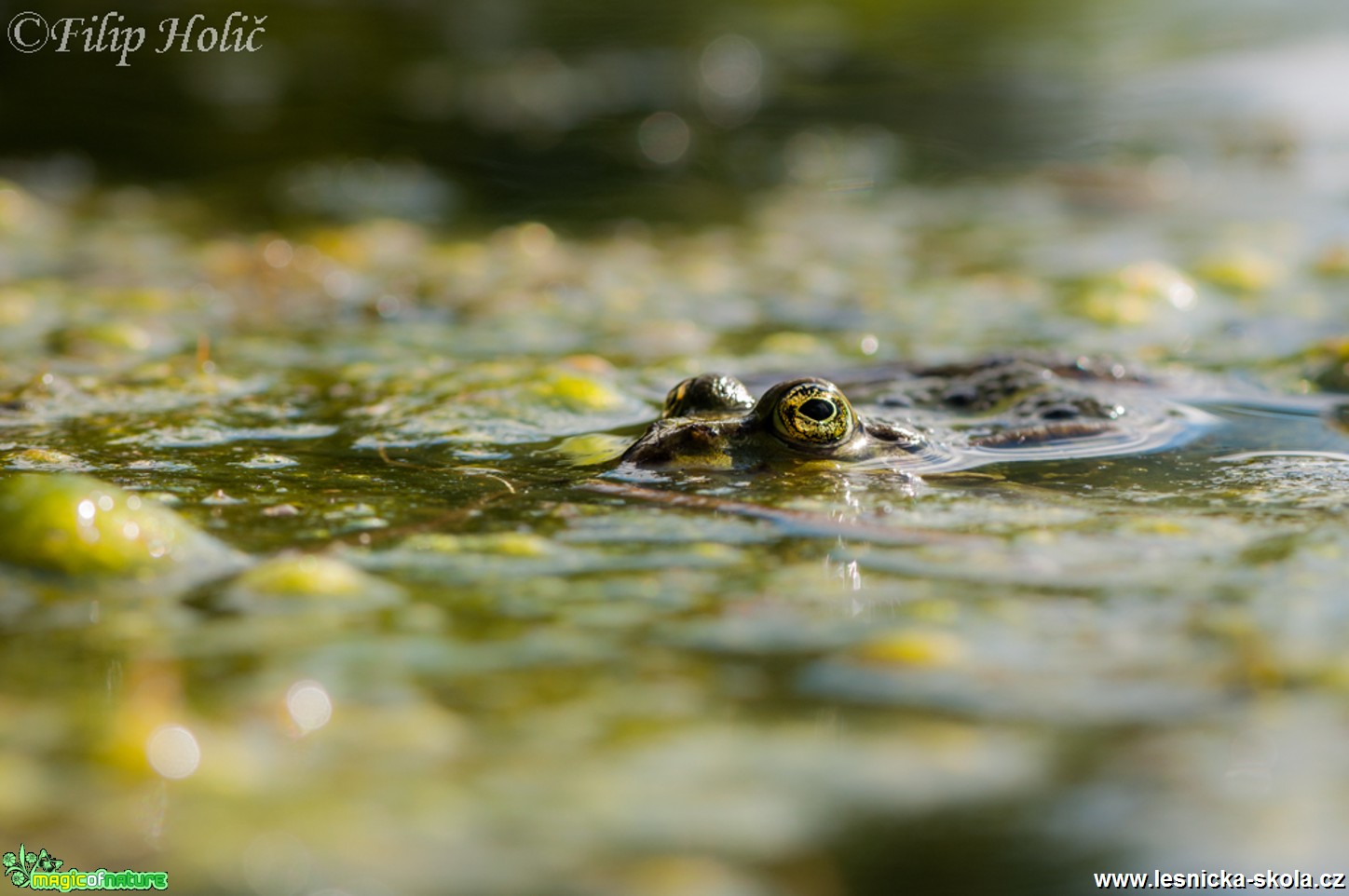 Prej krokodýl - Skokan skřehotavý - Pelophylax ridibundus - Foto Filip Holič