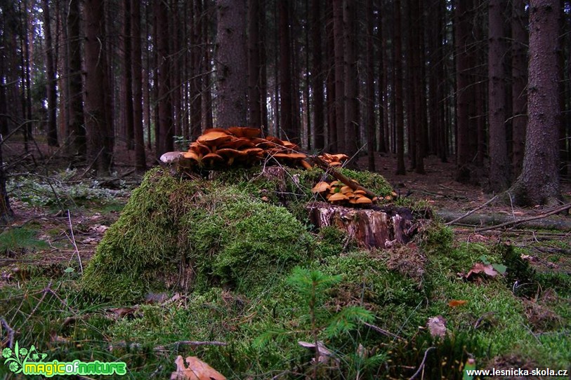 V podzimním lese - Foto Jiří Perlík (2)